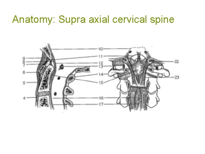 Anatomy: Supra axial cervical spine 