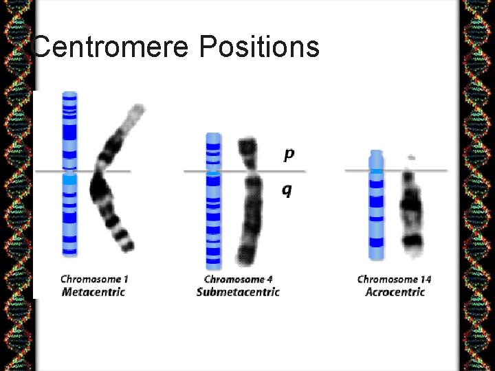Centromere Positions 