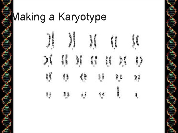 Making a Karyotype 