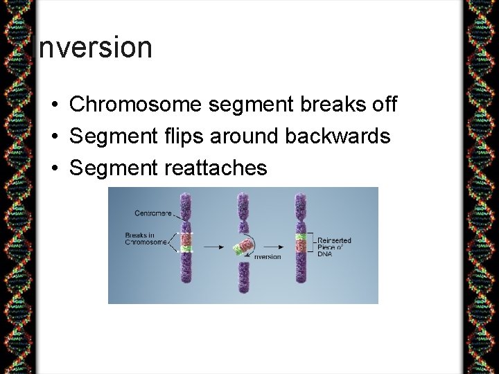 Inversion • Chromosome segment breaks off • Segment flips around backwards • Segment reattaches