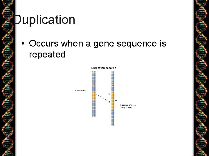 Duplication • Occurs when a gene sequence is repeated 
