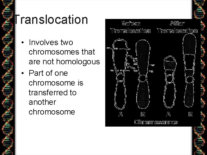Translocation • Involves two chromosomes that are not homologous • Part of one chromosome