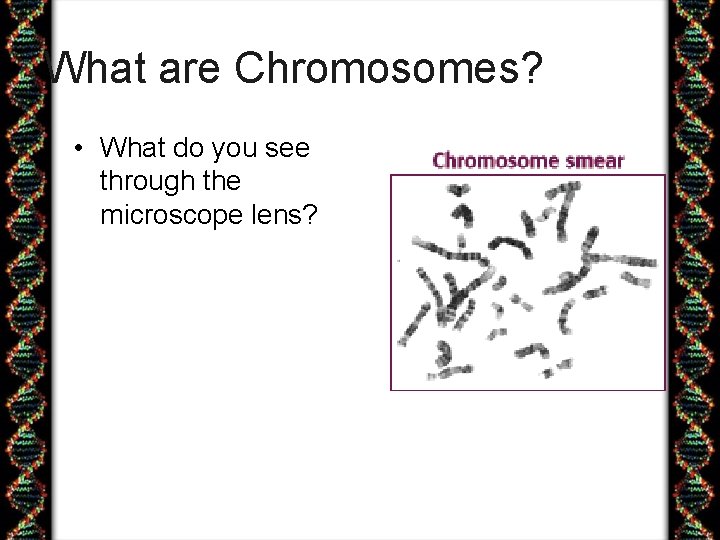 What are Chromosomes? • What do you see through the microscope lens? 