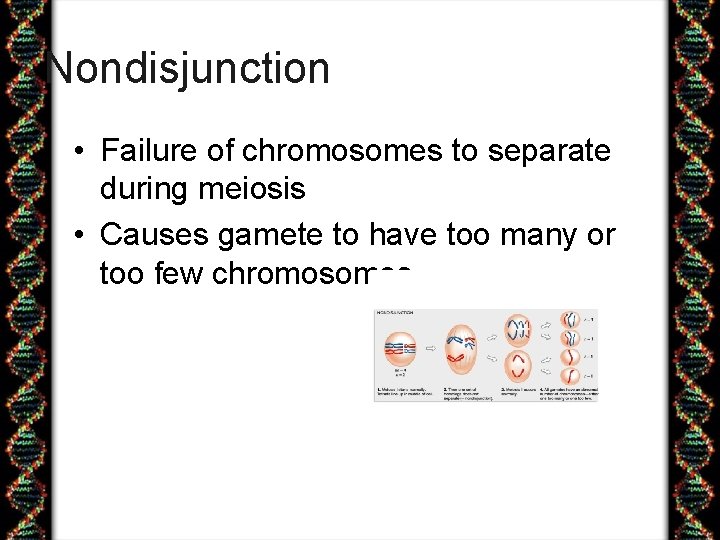 Nondisjunction • Failure of chromosomes to separate during meiosis • Causes gamete to have