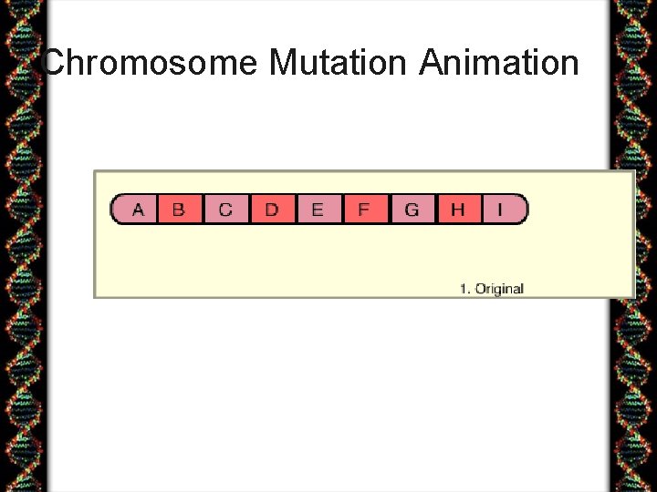 Chromosome Mutation Animation 