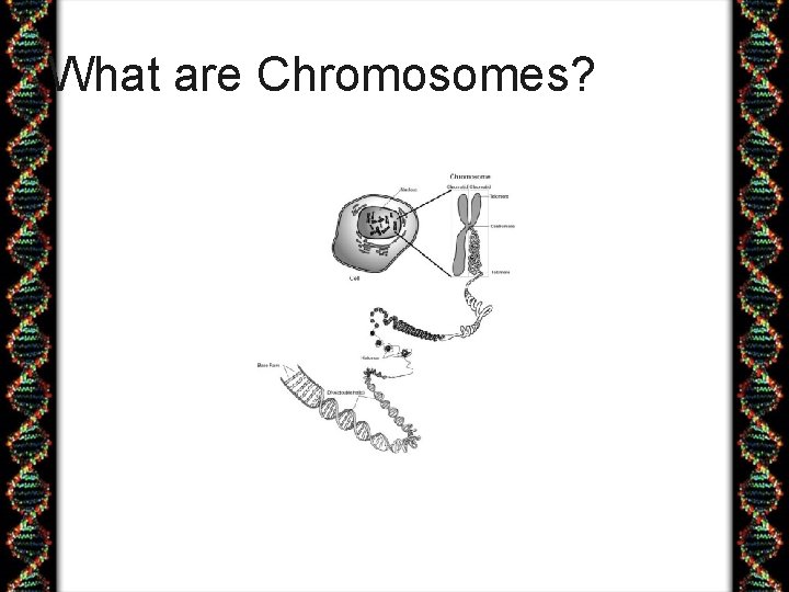 What are Chromosomes? 