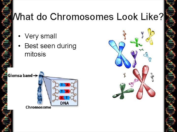What do Chromosomes Look Like? • Very small • Best seen during mitosis 