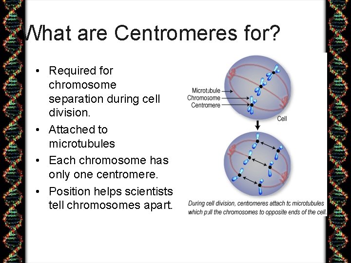 What are Centromeres for? • Required for chromosome separation during cell division. • Attached