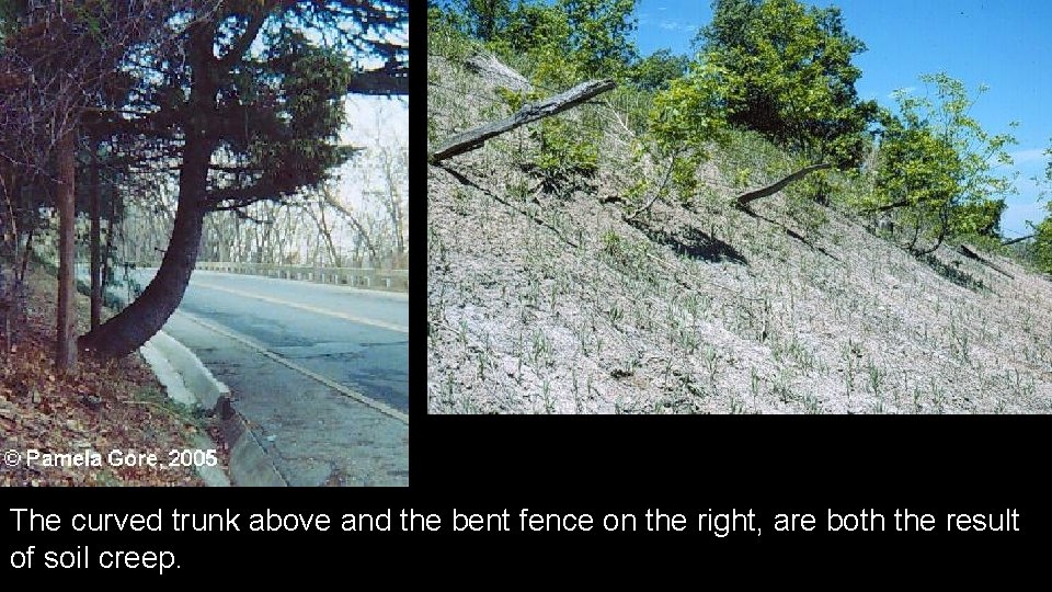 The curved trunk above and the bent fence on the right, are both the The curved trunk above and the bent fence on the right, are both the