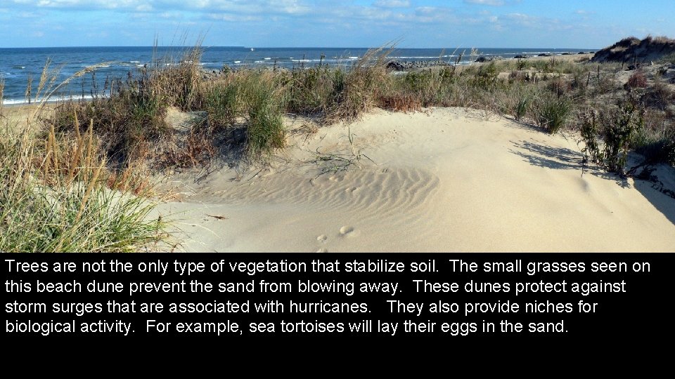 Trees are not the only type of vegetation that stabilize soil. The small grasses