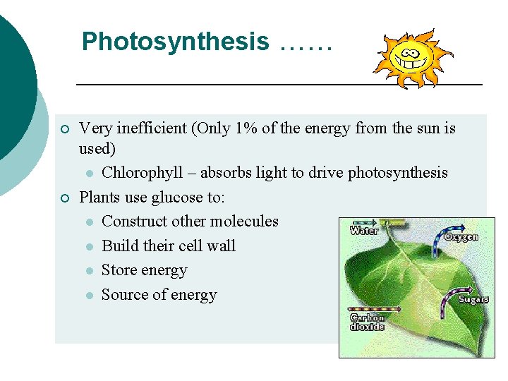 Photosynthesis …… ¡ ¡ Very inefficient (Only 1% of the energy from the sun