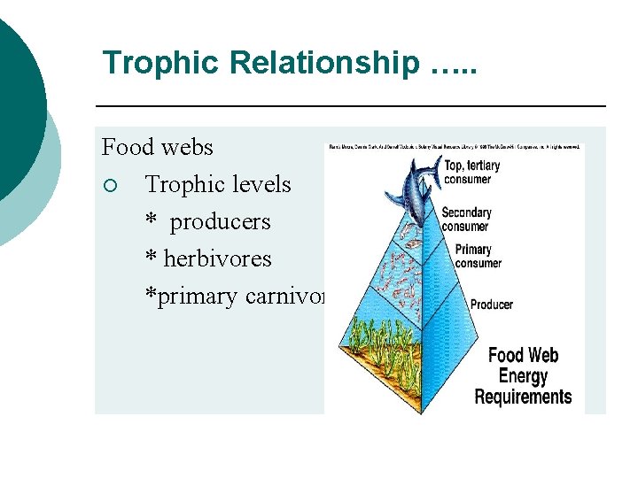 Trophic Relationship …. . Food webs ¡ Trophic levels * producers * herbivores *primary