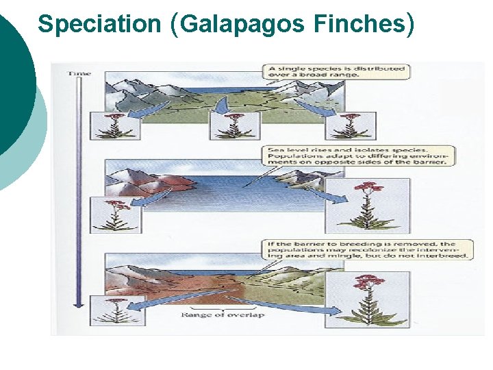 Speciation (Galapagos Finches) 