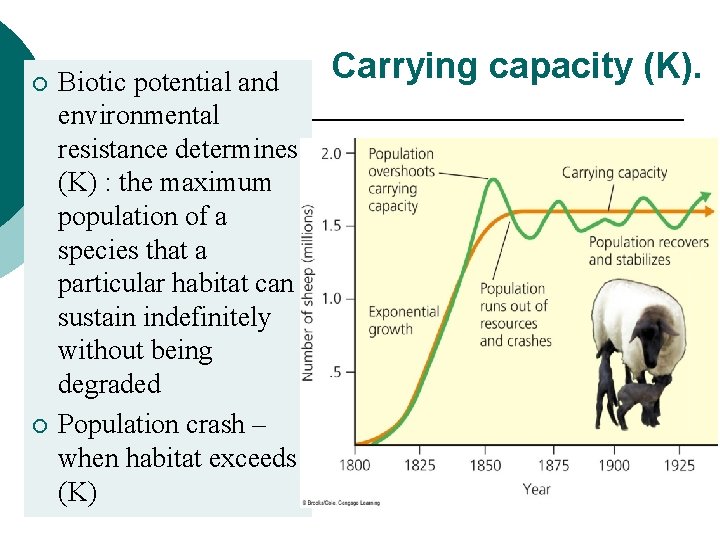 ¡ ¡ Biotic potential and environmental resistance determines (K) : the maximum population of