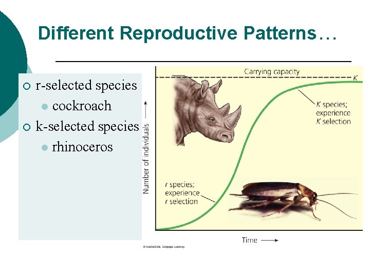 Different Reproductive Patterns… ¡ ¡ r-selected species l cockroach k-selected species l rhinoceros 