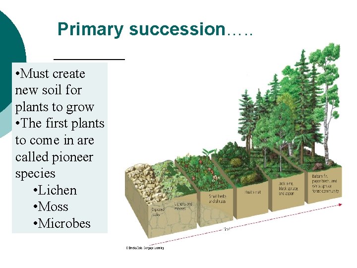 Primary succession…. . • Must create new soil for plants to grow • The