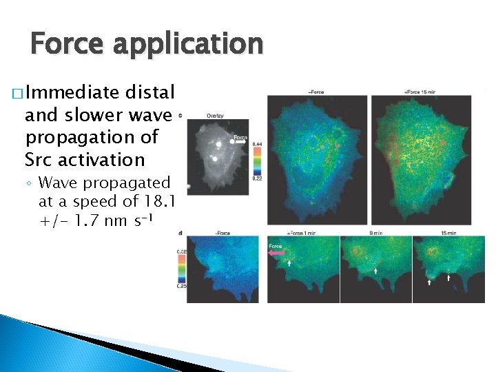 Force application � Immediate distal and slower wave propagation of Src activation ◦ Wave