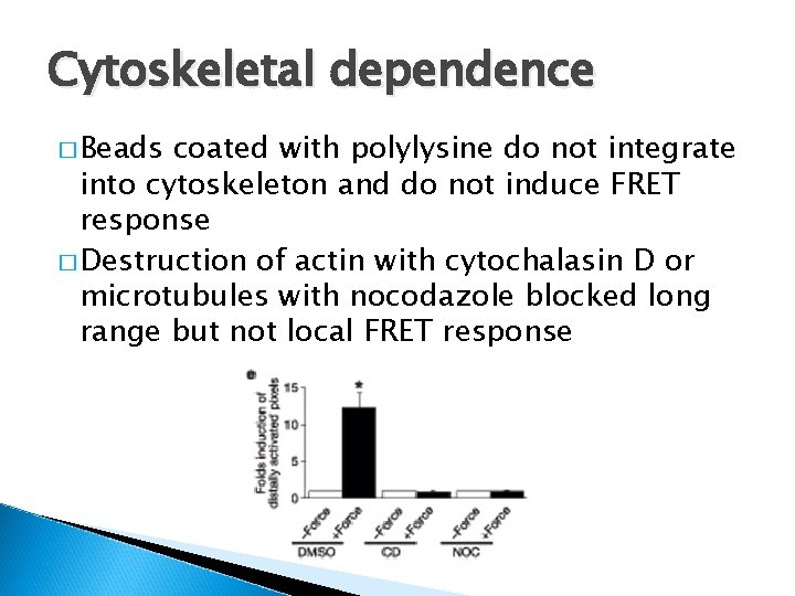 Cytoskeletal dependence � Beads coated with polylysine do not integrate into cytoskeleton and do