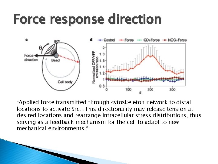 Force response direction “Applied force transmitted through cytoskeleton network to distal locations to activate