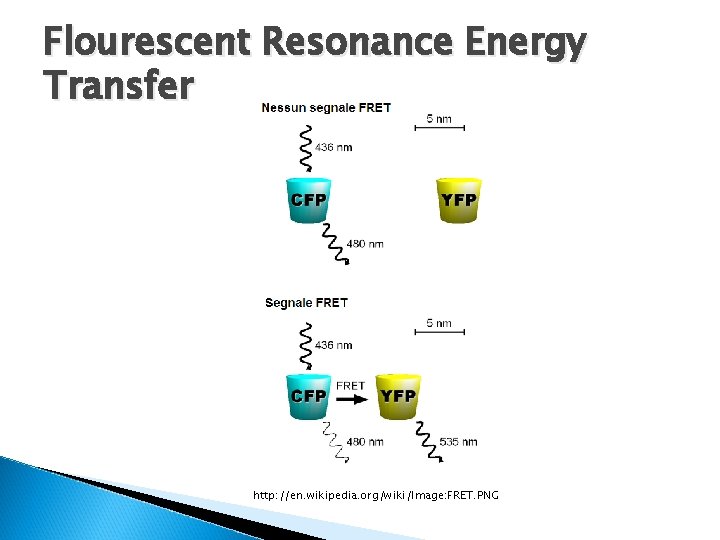 Flourescent Resonance Energy Transfer http: //en. wikipedia. org/wiki/Image: FRET. PNG 