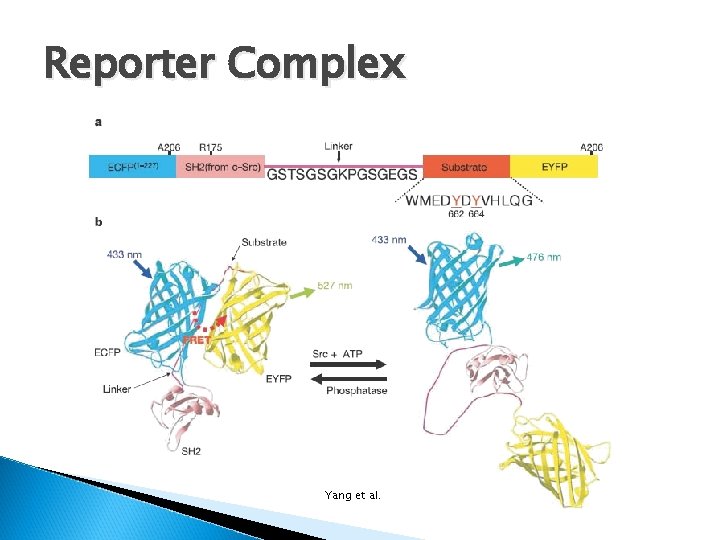 Reporter Complex Yang et al. 