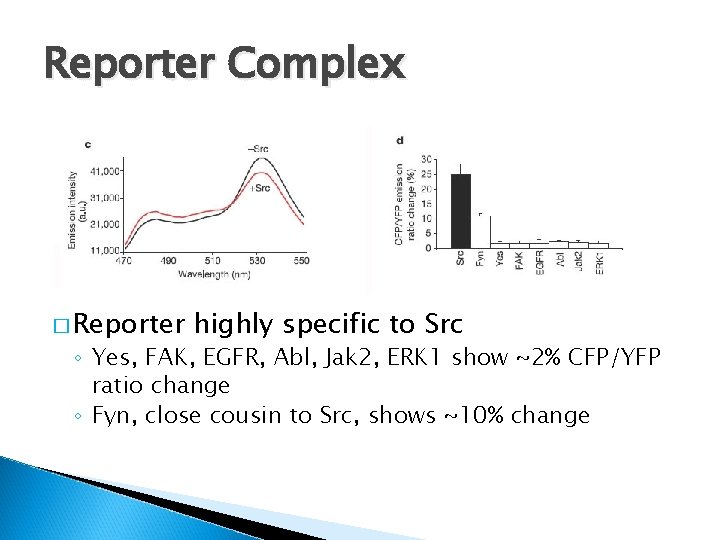 Reporter Complex � Reporter highly specific to Src ◦ Yes, FAK, EGFR, Abl, Jak