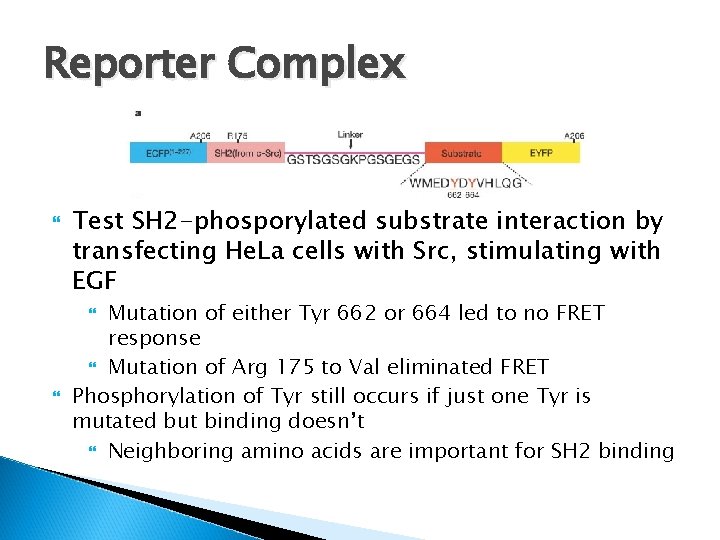 Reporter Complex Test SH 2 -phosporylated substrate interaction by transfecting He. La cells with