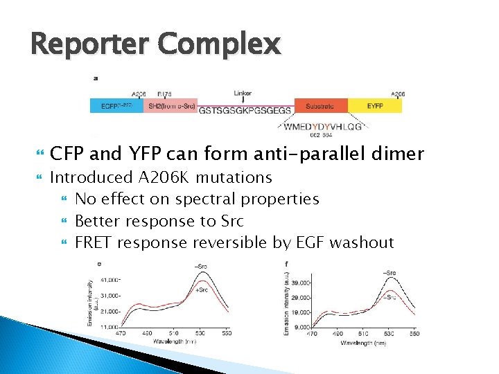 Reporter Complex CFP and YFP can form anti-parallel dimer Introduced A 206 K mutations