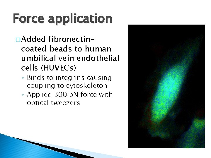 Force application � Added fibronectincoated beads to human umbilical vein endothelial cells (HUVECs) ◦