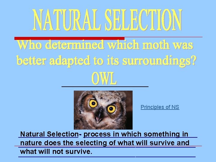 _______________ Principles of NS __________ Natural Selection-- ___________________ process in which something in nature