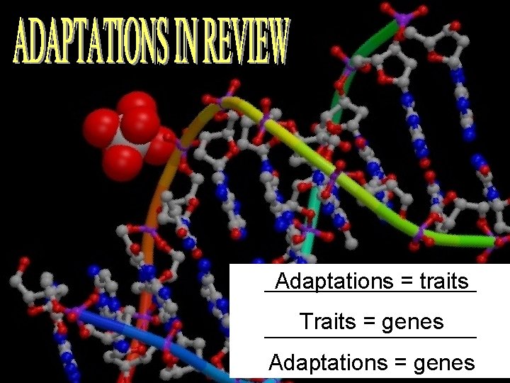 Adaptations = traits _______________ Traits = genes _______________ Adaptations = genes _______________ 