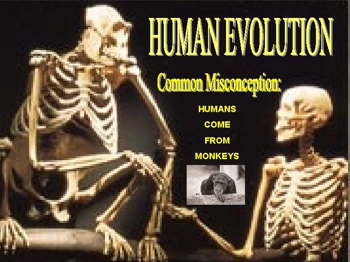 HUMANS COME FROM MONKEYS 