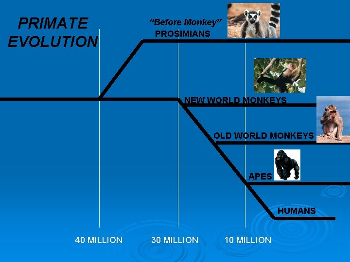 PRIMATE EVOLUTION “Before Monkey” PROSIMIANS NEW WORLD MONKEYS OLD WORLD MONKEYS APES HUMANS 40