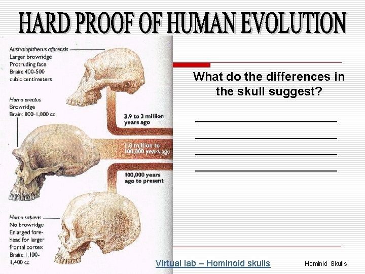 What do the differences in the skull suggest? ____________________________ Virtual lab – Hominoid skulls
