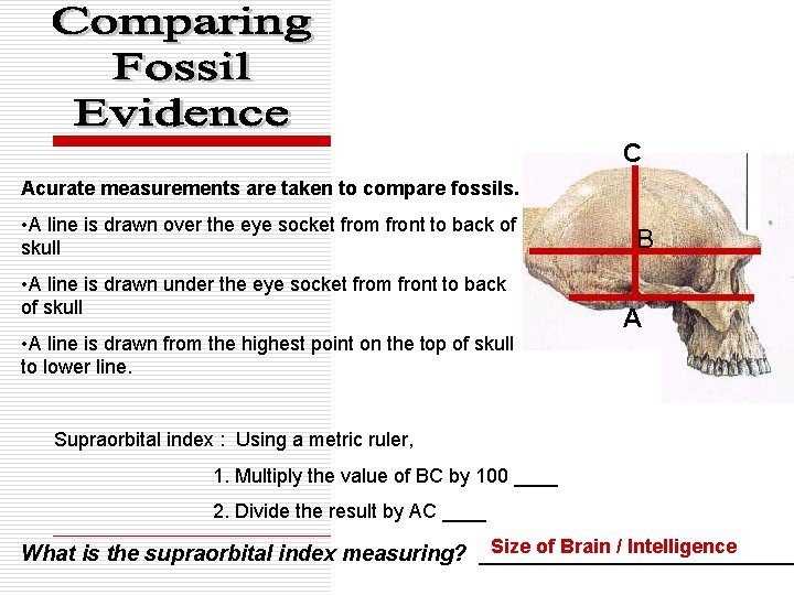 C Acurate measurements are taken to compare fossils. • A line is drawn over