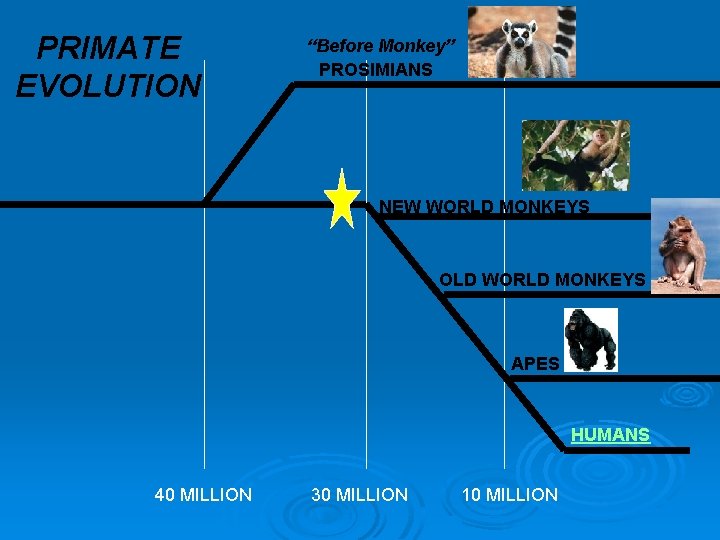 PRIMATE EVOLUTION “Before Monkey” PROSIMIANS NEW WORLD MONKEYS OLD WORLD MONKEYS APES HUMANS 40