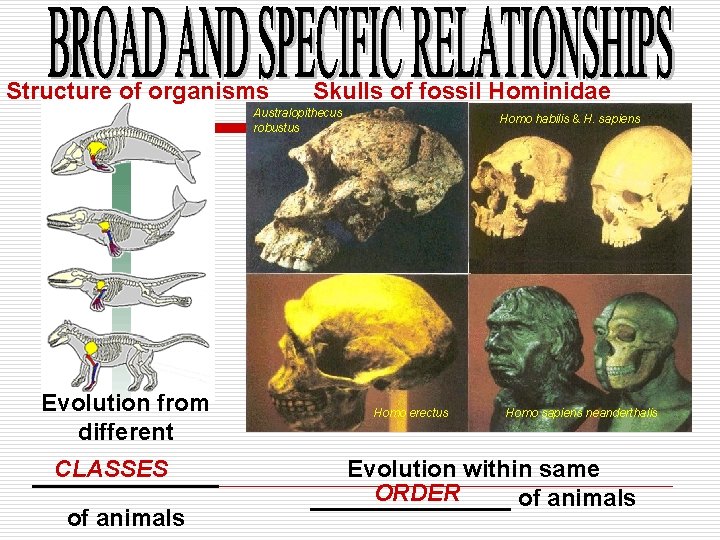 Structure of organisms Skulls of fossil Hominidae Australopithecus robustus Evolution from different CLASSES _______