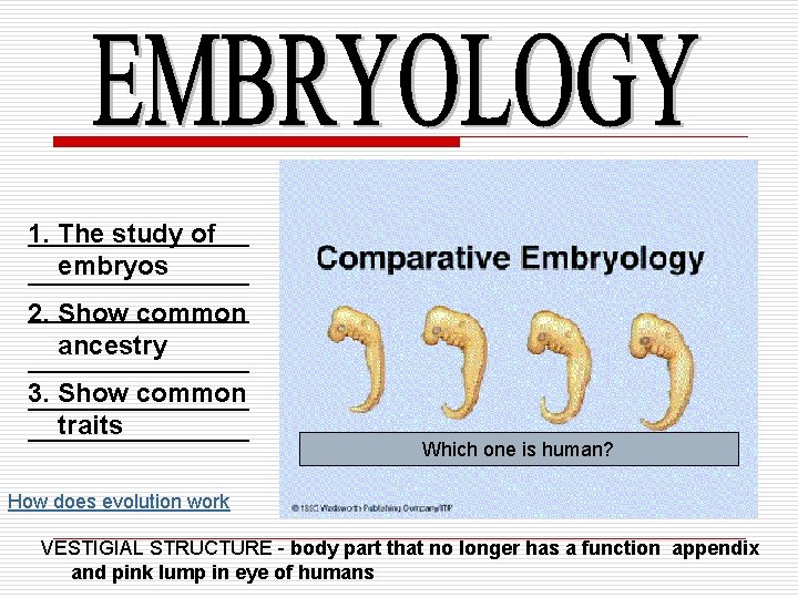 1. The study of __________ embryos ____________________ 2. Show common ancestry __________ 3. Show