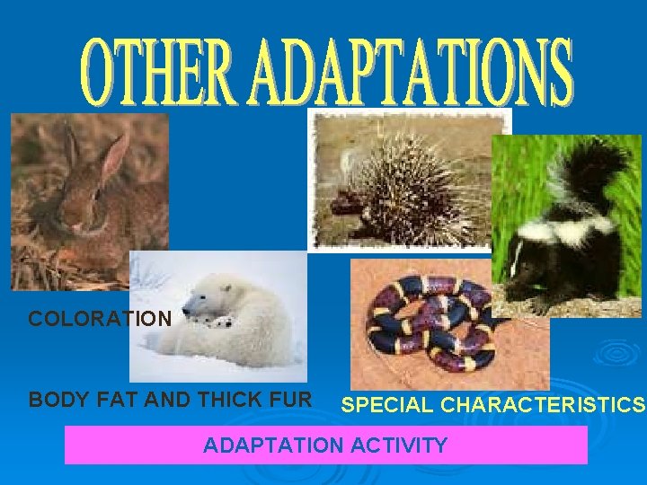 COLORATION BODY FAT AND THICK FUR SPECIAL CHARACTERISTICS ADAPTATION ACTIVITY 