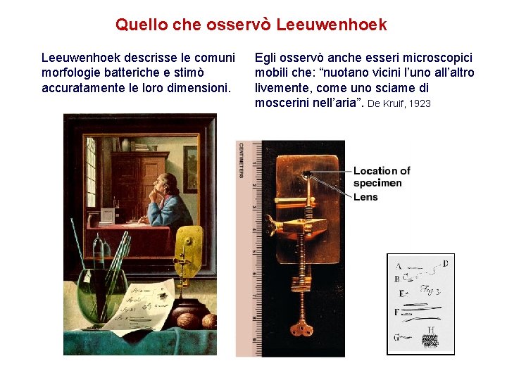 Quello che osservò Leeuwenhoek descrisse le comuni morfologie batteriche e stimò accuratamente le loro