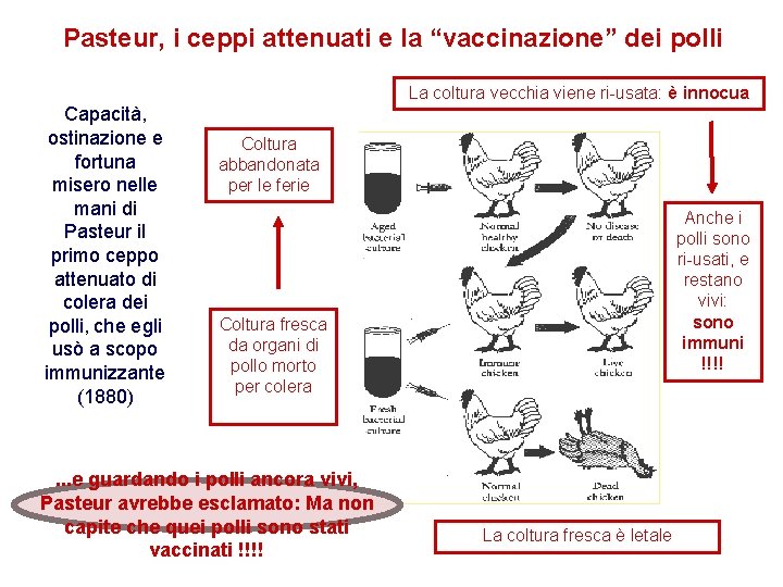 Pasteur, i ceppi attenuati e la “vaccinazione” dei polli La coltura vecchia viene ri-usata: