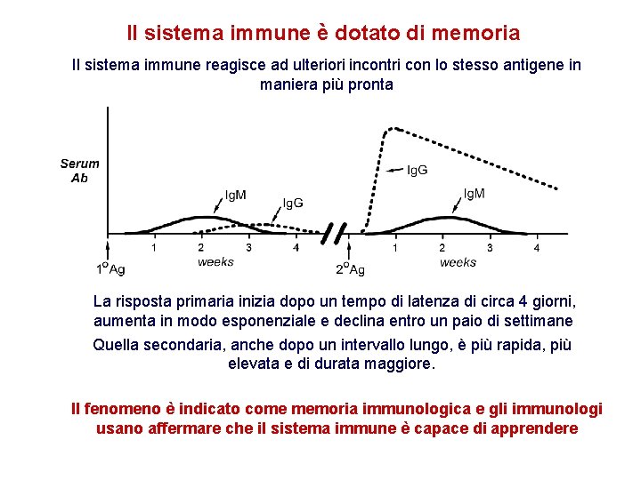 Il sistema immune è dotato di memoria Il sistema immune reagisce ad ulteriori incontri