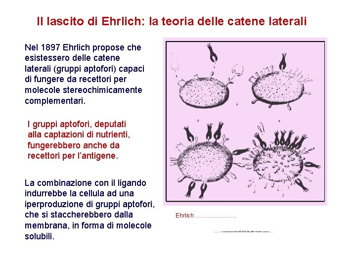 Il lascito di Ehrlich: la teoria delle catene laterali Nel 1897 Ehrlich propose che