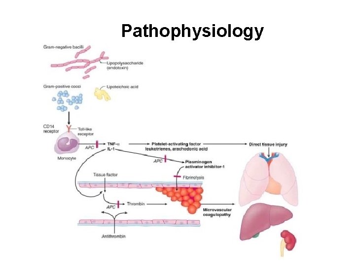 Pathophysiology 