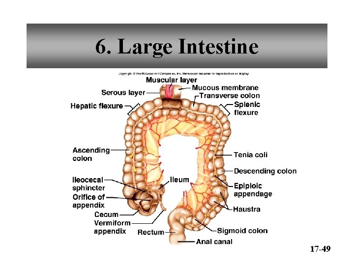 Intestine Rack Chapter 17 Digestive System Functions of Digestive System