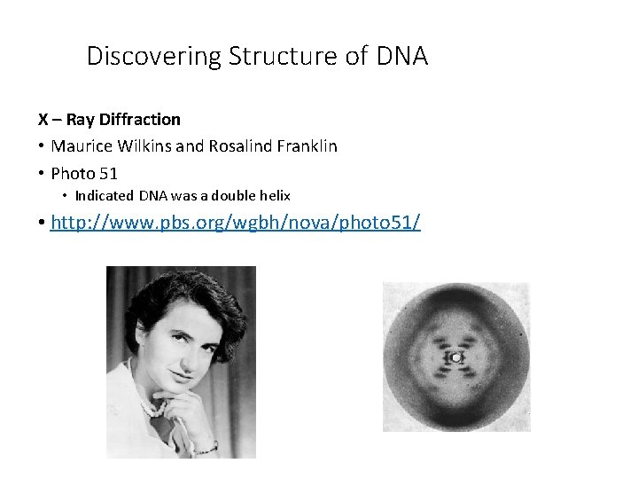 Discovering Structure of DNA X – Ray Diffraction • Maurice Wilkins and Rosalind Franklin