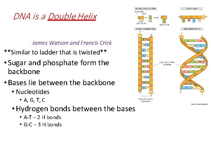 DNA is a Double Helix James Watson and Francis Crick **Similar to ladder that DNA is a Double Helix James Watson and Francis Crick **Similar to ladder that