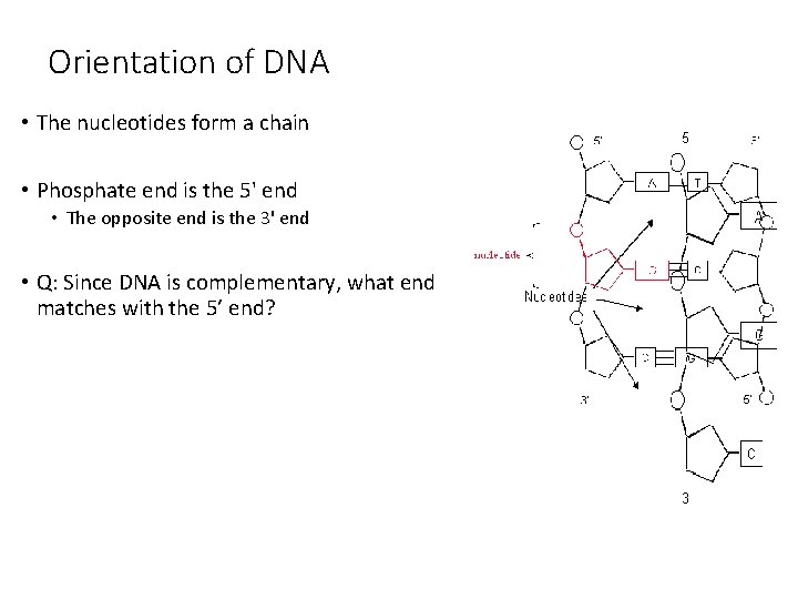Orientation of DNA • The nucleotides form a chain • Phosphate end is the Orientation of DNA • The nucleotides form a chain • Phosphate end is the