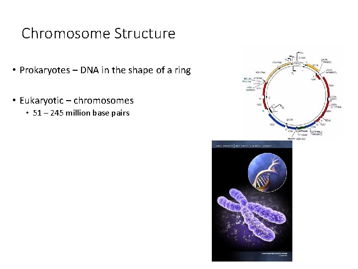 Chromosome Structure • Prokaryotes – DNA in the shape of a ring • Eukaryotic Chromosome Structure • Prokaryotes – DNA in the shape of a ring • Eukaryotic