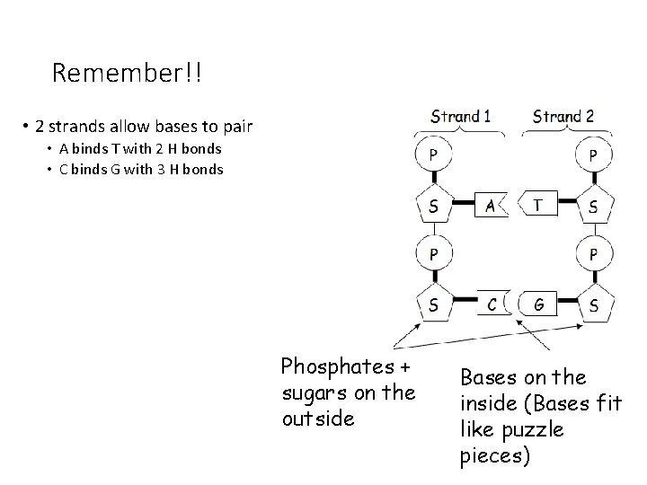 Remember!! • 2 strands allow bases to pair • A binds T with 2 Remember!! • 2 strands allow bases to pair • A binds T with 2